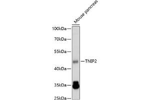 Western blot analysis of extracts of mouse pancreas, using TNIP2 antibody  at 1:1000 dilution. (TNIP2 抗体  (AA 240-429))