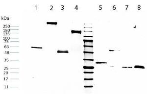 SDS-PAGE of Human IgG Fc. (Human IgG 同型对照)
