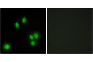 Immunofluorescence analysis of A549 cells, using GA45G Antibody. (GADD45G 抗体  (AA 101-150))