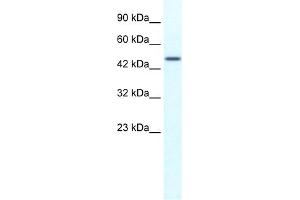 WB Suggested Anti-TRIM39 Antibody Titration:  1.