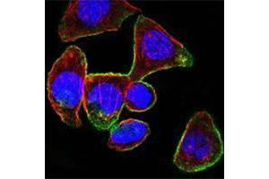 Confocal immunofluorescence analysis of PANC-1 cells using CD44 mouse mAb (green). (CD44 抗体)