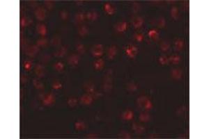 Immunofluorescence staining of rat dorsal root ganglia tissue with 20 ug/mL NDUFAF2 polyclonal antibody . (NDUFAF2 抗体  (C-Term))