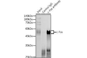 Immunoprecipitation analysis of 300 μg extracts of HeLa cells using 3 μg c-Fos antibody (ABIN3020747, ABIN3020748, ABIN3020749, ABIN1512925 and ABIN6213704). (c-FOS 抗体  (AA 211-380))