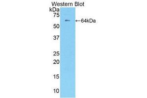 Western Blotting (WB) image for anti-TNF Receptor Superfamily, Member 6 (FAS) (AA 21-170) antibody (ABIN1858798) (FAS 抗体  (AA 21-170))