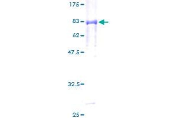 PEPD Protein (AA 1-493) (GST tag)