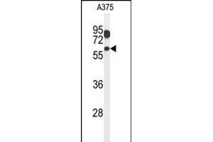 Western blot analysis of ZACN Antibody (C-term) (ABIN651282 and ABIN2840169) in  cell line lysates (35 μg/lane). (ZACN 抗体  (C-Term))