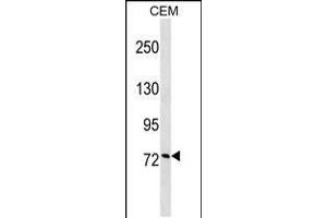 Western blot analysis in CEM cell line lysates (35ug/lane). (Cyclin F 抗体  (AA 496-524))
