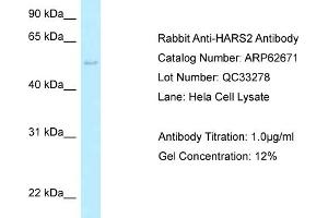 Western Blotting (WB) image for anti-Histidyl-tRNA Synthetase 2, Mitochondrial (Putative) (HARS2) (C-Term) antibody (ABIN2789202) (HARS2 抗体  (C-Term))