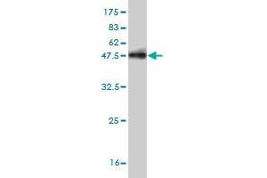 Western Blot detection against Immunogen (37. (CHML 抗体  (AA 68-177))