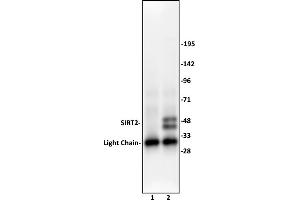 SIRT2 antibody (pAb) tested by Immunoprecipitation.