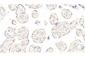 Detection of ANGPT2 in Human Placenta Tissue using Polyclonal Antibody to Angiopoietin 2 (ANGPT2) (Angiopoietin 2 抗体  (AA 24-165))