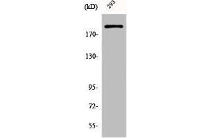 Western Blot analysis of 293 cells using Dio-1 Polyclonal Antibody (DIDO1 抗体  (N-Term))