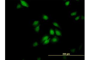 Immunofluorescence (IF) image for anti-Peptidylprolyl Isomerase E (Cyclophilin E) (PPIE) (AA 2-100) antibody (ABIN564550)