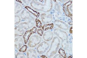 Immunohistochemistry of paraffin-embedded mouse kidney using MTCO2 Rabbit pAb (ABIN7266639) at dilution of 1:500 (40x lens). (COX2 抗体  (AA 100-200))
