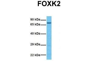 Host:  Rabbit  Target Name:  FOXK2  Sample Tissue:  Human 293T  Antibody Dilution:  1. (Forkhead Box K2 抗体  (Middle Region))