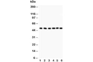Western blot testing of GFAP antibody and Lane 1:  rat brain (GFAP 抗体  (AA 93-432))