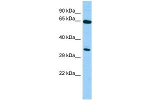 WB Suggested Anti-Hlf Antibody Titration: 1. (HLF 抗体  (N-Term))