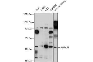 Western blot analysis of extracts of various cell lines, using  antibody (ABIN7265305) at 1:3000 dilution. (AGPAT3 抗体  (AA 145-310))