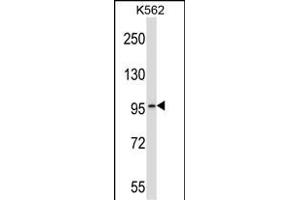 PDE6A Antibody (Center) (ABIN657144 and ABIN2846281) western blot analysis in K562 cell line lysates (35 μg/lane). (PDE6A 抗体  (AA 308-336))