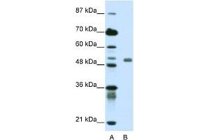WB Suggested Anti-DEAF1 Antibody Titration:  0. (DEAF1 抗体  (C-Term))