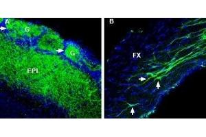 Immunohistochemistry (IHC) image for anti-Resistance To Inhibitors of Cholinesterase 3 Homolog (RIC3) (AA 161-174), (Intracellular) antibody (ABIN7043599)