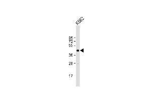 Western blot analysis of SIRT6 Antibody (C-term) (ABIN390181 and ABIN2840672) in mouse stomach tissue lysates (35 μg/lane). (SIRT6 抗体  (C-Term))