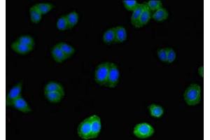 Immunofluorescent analysis of HepG2 cells using ABIN7156914 at dilution of 1:100 and Alexa Fluor 488-congugated AffiniPure Goat Anti-Rabbit IgG(H+L) (IL-4 抗体  (AA 25-153))