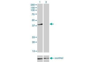 Western blot analysis of RFC4 over-expressed 293 cell line, cotransfected with RFC4 Validated Chimera RNAi (Lane 2) or non-transfected control (Lane 1). (RFC4 抗体  (AA 254-363))