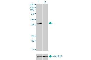 Western blot analysis of RFC4 over-expressed 293 cell line, cotransfected with RFC4 Validated Chimera RNAi (Lane 2) or non-transfected control (Lane 1).
