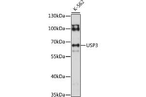 Western blot analysis of extracts of K-562 cells, using USP3 antibody (ABIN7271156) at 1:1000 dilution. (USP3 抗体  (AA 321-520))