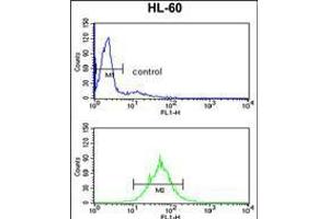 Flow cytometry analysis of HL-60 cells (bottom histogram) compared to a negative control cell (top histogram). (PSME2 抗体  (AA 61-91))