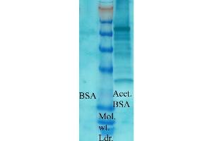 Western blot analysis of Bovine serum albumin showing detection of Acetylated Lysine protein using Rabbit Anti-Acetylated Lysine Polyclonal Antibody . (Lysine (lys) (acetylated) 抗体 (PE))