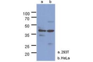 Western Blotting (WB) image for anti-N-Acetylglucosamine Kinase (NAGK) antibody (ABIN1490756) (NAGK 抗体)