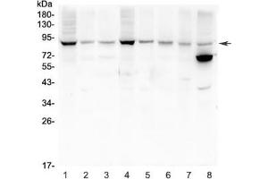 Western Blotting (WB) image for anti-Mitofusin 2 (MFN2) (AA 601-757) antibody (ABIN3031819)