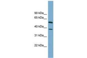 Image no. 1 for anti-Hepatic and Glial Cell Adhesion Molecule (HEPACAM) (AA 107-156) antibody (ABIN6743842) (HEPACAM 抗体  (AA 107-156))