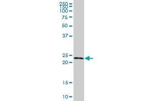 RPE MaxPab polyclonal antibody. (RPE 抗体  (AA 1-228))