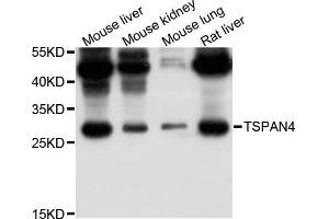 Western blot analysis of extract of various cells, using TSPAN4 antibody. (TSPAN4 抗体)