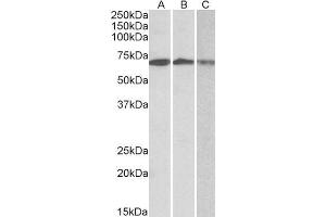ABIN1782147 (0. (OAS2 抗体  (AA 357-371))