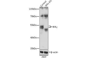 Western blot analysis of extracts from normal (control) and IKKγ knockout (KO) 293T cells, using IKKγ antibody (ABIN6130478, ABIN6142284, ABIN6142286 and ABIN7101404) at 1:1000 dilution. (IKBKG 抗体  (AA 1-419))
