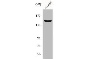 Western Blot analysis of COLO205 cells using PARD3A Polyclonal Antibody (PARD3 抗体  (C-Term))