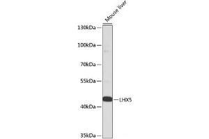 Western blot analysis of extracts of Mouse liver using LHX5 Polyclonal Antibody at dilution of 1:1000. (LHX5 抗体)