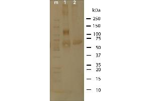 Western Blot analysis of ABIN1047989 purity. (Osteopontin 蛋白)