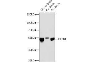 Western blot analysis of extracts of various cell lines, using EIF2B4 Rabbit pAb (ABIN7267037) at 1:1000 dilution.