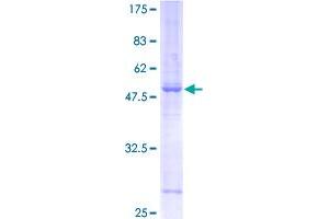 SYNGR2 Protein (AA 1-224) (GST tag)