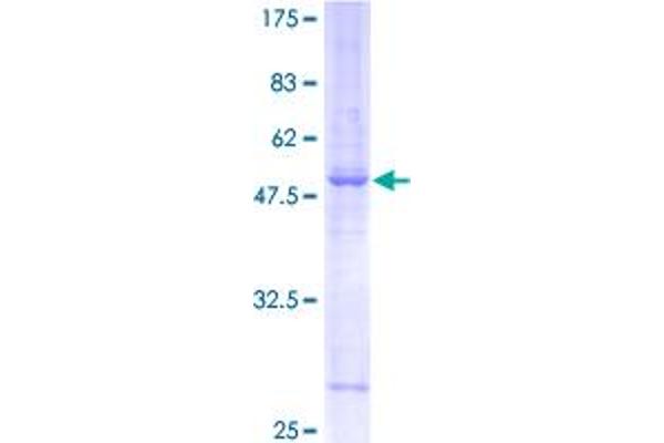 SYNGR2 Protein (AA 1-224) (GST tag)