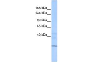 Western Blotting (WB) image for anti-Zinc Finger, HIT-Type Containing 1 (ZNHIT1) antibody (ABIN2463346) (ZNHIT1 抗体)