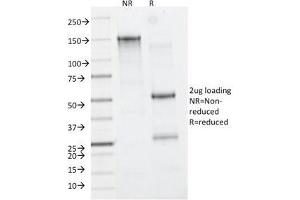 SDS-PAGE Analysis of Purified, BSA-Free CD11b Antibody (clone M1/70). (CD11b 抗体)