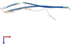 AlphaFold protein structure predicition of Human Recombinant KRT32 Protein, UniprotID Q14532