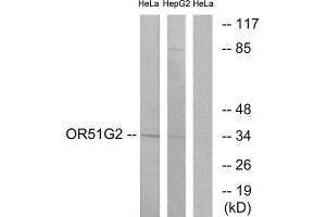 Western blot analysis of extracts from HeLa cells and HepG2 cells, using OR51G2 antibody. (OR51G2 抗体  (Internal Region))