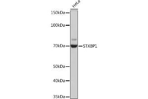 Western blot analysis of extracts of HeLa cells, using STXBP1 Rabbit mAb (ABIN7270689) at 1:1000 dilution. (STXBP1 抗体)